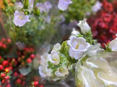 -双季花艺园艺市场(浦东店)