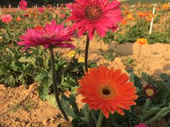 -松山湖梦幻百花洲