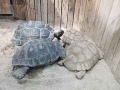 -大连森林动物园