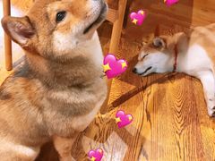 -柴务处·柴犬主题狗咖