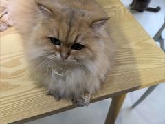 -豆逗聊愈猫阁Easy Life