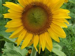 iphone_upload_pic-田园东方蜜桃村的田野营地