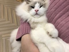 -酷豆宠物咖啡·宠物美食·撸猫馆