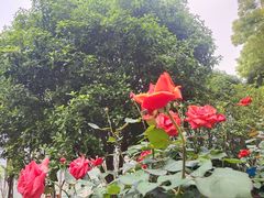 -宝岛公园