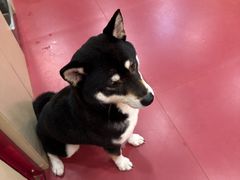 -和它·交个朋友·狗咖猫咖(爱琴海店)