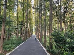 -东平国家森林公园