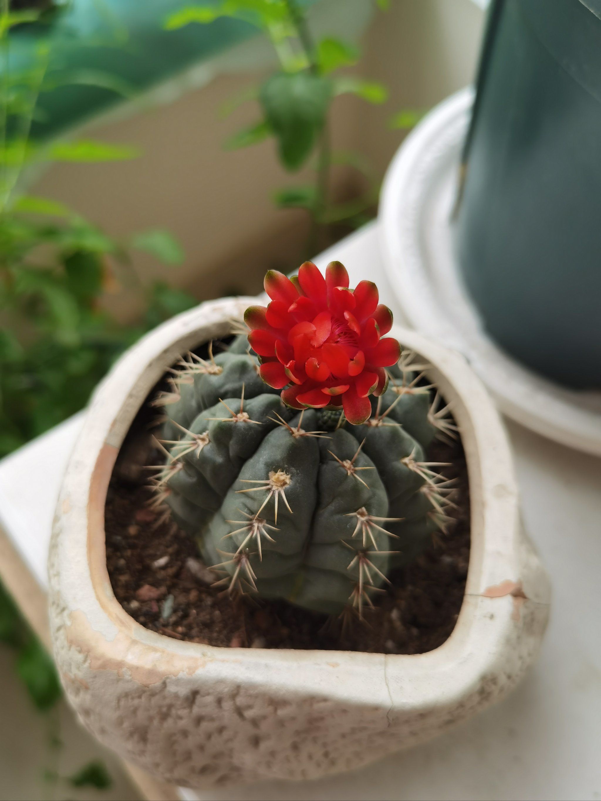 球球开花!