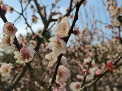 -Sweet Color美瞳隐形眼镜店(浦建路巴黎春天店)