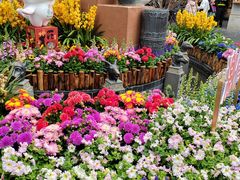 -越秀西湖花市(广州城市广场花卉店)