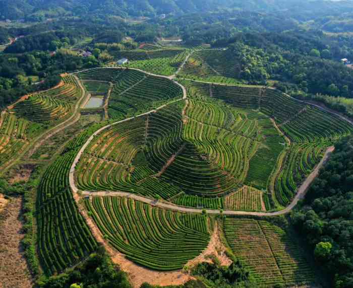 打分 还是那片不可辜负的茶园 ～～～～～～长沙金井茶园.