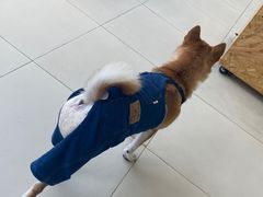 -怪兽屋·羊驼·猫咖·狗咖(俊华广场店)