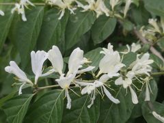 -黑龙江省森林植物园