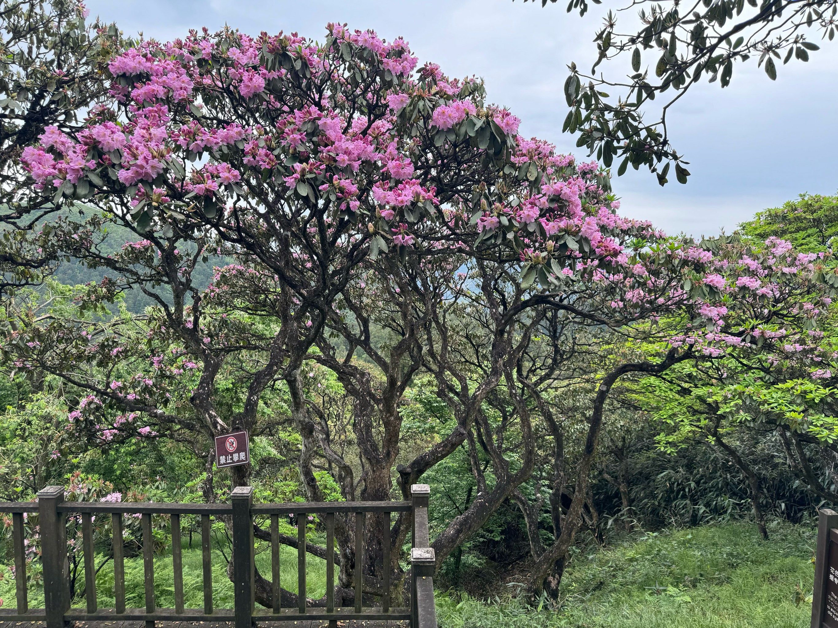 天台华顶云锦杜鹃·千年杜鹃绝美