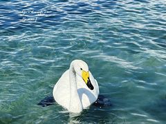 -赛里木湖风景名胜区