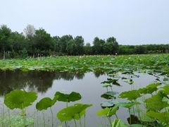 -东郊湿地公园