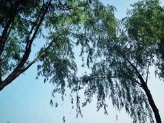 iphone_upload_pic-楚秀园