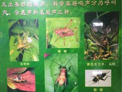 -上海昆虫博物馆