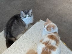 -飞行喵MR PILOT|猫舍·猫咖(静安大融城店)
