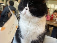 -猫小院猫主题餐厅(南锣旗舰店)