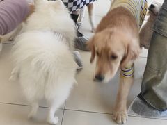 -怪兽屋·羊驼·猫咖·狗咖(俊华广场店)