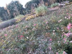 -昆山城市生态森林公园