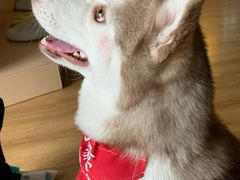 -Husky Go! 哈士奇体验馆·宠物咖啡厅狗咖