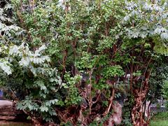 iphone_upload_pic-中国唐苑