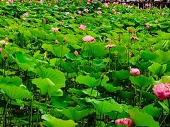 -莲花池公园