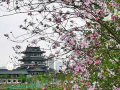-海珠湖公园