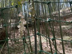 -宁波浙东大竹海景区