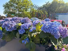 -荷兰花海