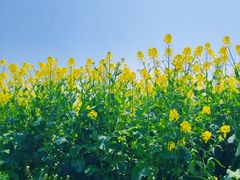 -西京湾花海