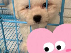 -翊宠yipet猫狗购宠庄园犬舍•猫舍