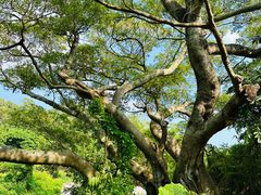 -南丫岛