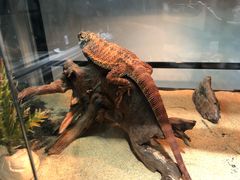 -乌龙爬宠部落(信和购物广场店)