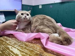 -严国平动物医院(德政总院)