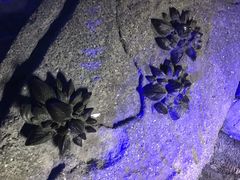-迪拜水族馆及水下动物园