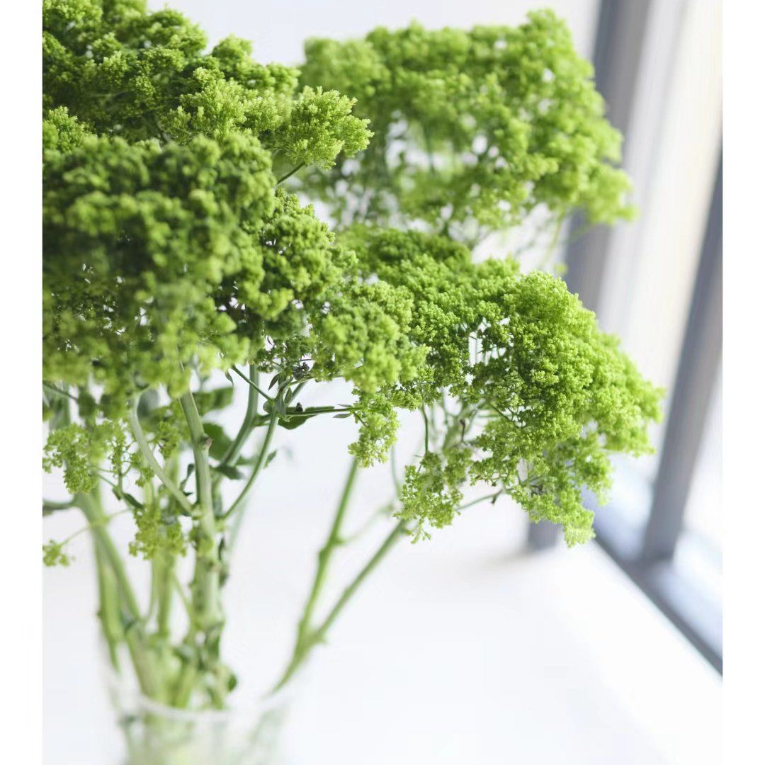 花材分享夕雾
夕雾花,又名疗吼草,喉