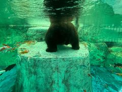 -海合安成都极地海洋公园
