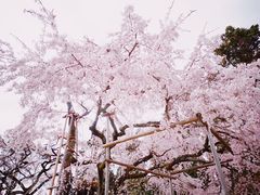 -醍醐寺
