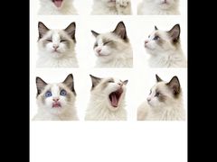 -汪喵宠物医院·骨科心脏影像·犬猫急重症ICU诊疗中心(成华分院)