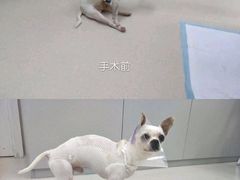 -爱妮康宠物医院·干细胞免疫细胞·肿瘤·心脏(张江店)