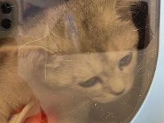 -纳吉亚猫专科动物诊疗中心(蒋宅口分院)