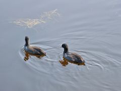 -野鸭湖国家湿地公园