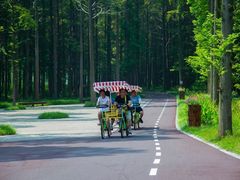 -黄海国家森林公园