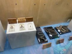 -陕西自然博物馆