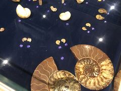 -青岛贝壳博物馆