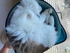 -猫在这儿猫咪咖啡馆·撸猫馆