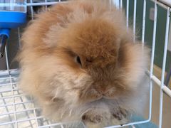 -怪兽屋·羊驼·猫咖·狗咖(俊华广场店)