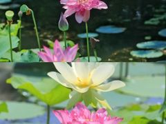 -昆山城市生态森林公园